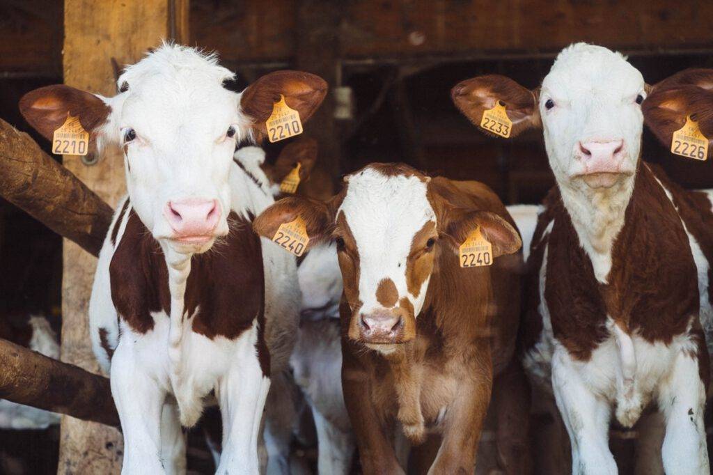 Ein Bild, das Kuh, Säugetier, stehend, Rinder- enthält.

Automatisch generierte Beschreibung